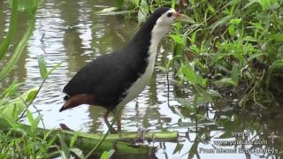 Nature Trees And Birds  Whitebreasted Waterhen amp Pheasanttailed Jacana [upl. by Tewell]