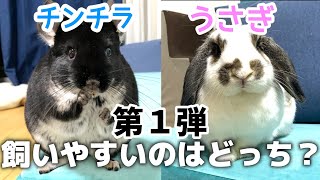 【徹底分析】実際のところ、チンチラとうさぎどっちが飼いやすい？【第一弾】Comparing which is easier to keep a chinchilla or a rabbit [upl. by Paff122]