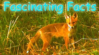 Fox Mom amp Babies  43 fascinating facts about foxes Part 20 🎵2x 📖 [upl. by Dranyam404]