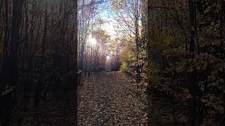 Huginn i Muninn Forests path [upl. by Gabriel511]