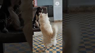 Dog fight  cute kutte  shorts shortvideo ytshort ytshortsindia [upl. by Meihar168]