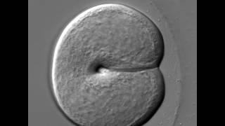 The first cell division of a ctenophore embryo [upl. by Ahsiniuq176]