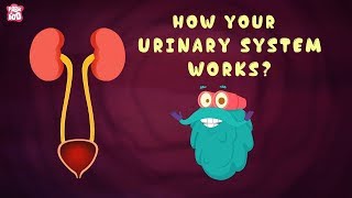 How Your Urinary System Works  The Dr Binocs Show  Best Learning Videos For Kids  Peekaboo Kidz [upl. by Veno]