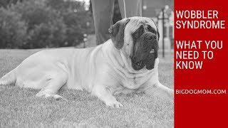 Wobbler Syndrome in Dogs  Wobblers Disease Diagnosis in 21 Month Old Mastiff MRI Scans Discussion [upl. by Gordie]