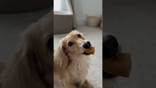 Who can it be eating the Yak Milk Chew 🥛🦴 music puppy dachshund cute doglover 80smusic [upl. by Isidoro]