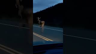 Moose vs Car  Epic Race 🚗🦌 [upl. by Negam]