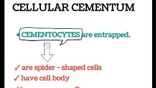 cellular cementum in 1 mincementumprofessional examDental histologyBDSDentoTuber [upl. by Leidba]