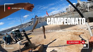 Campeonato de pesca escollera molo Valpariso [upl. by Sremlahc56]