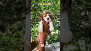 Beagle Puppies at Small Budget dog pet puppy beagle pets beagleboy doglover [upl. by Tega]