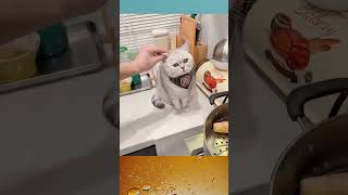 daddy what did you just do to the kitten cat pets cute mèo catlover animals shorts [upl. by Gibert67]