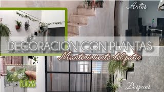 ✨🍀DECORACION CON PLANTAS🪴 MANTENIMIENTO DE MI PATIO🌿 [upl. by Rasia]