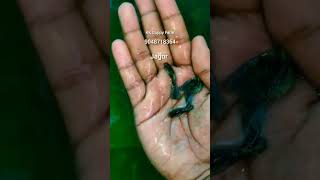 99 Guppy fish  molly breeding how to care for Molly fish  Molly fish breeding in Bengali [upl. by Eibrad]