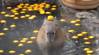 Top 5 capybaras [upl. by Hairacaz]