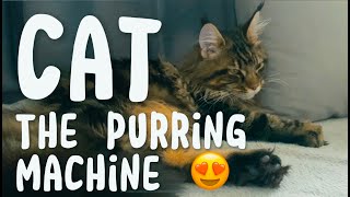 😍Maine Coon Kitten Purring NonStop 1HOUR❤️ [upl. by Kraska]