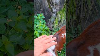 Goats grazing at riverside beautiful goats relaxing nature travel short [upl. by Felicle]