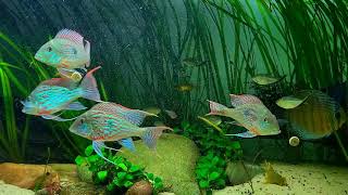 Geophagus Sveni Rio Parana  underwater jewels [upl. by Leunamne]