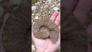 Palm Sized Ammonite Fossil discovery while Creek Walking for fossils North Texas fossilhunting [upl. by Dnalevets479]