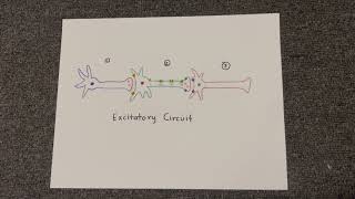 Excitatory and Inhibitory Circuits [upl. by Virgil]