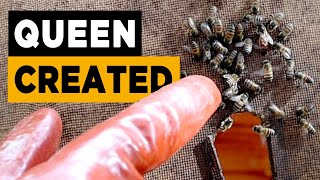 How to save a queenless hive Is your hive without a queen bee [upl. by Tenay162]