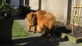 2 chow chows fighting [upl. by Norda]