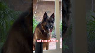 Bosky germanshepherd dogs funny [upl. by Schuman130]