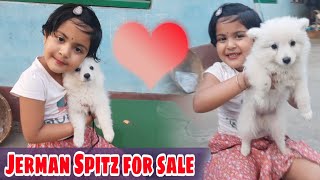 Jerman Spitz For Sale  Rimpi With Spitz Puppy [upl. by Ffilc148]