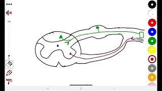 2 Somatosensory pathways [upl. by Dorkas726]