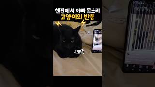 아빠 목소리가 들리는데 고양이 강돌이 [upl. by Yllime]