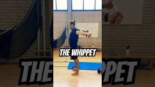 The Whippet Dynamic Loaded Stretch mobilitytraining [upl. by Solange]