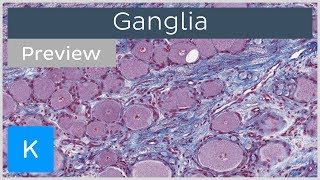 Ganglia of the Nervous System preview  Histology  Kenhub [upl. by Naloj]