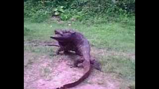 Kabaragoya  Large Monitor Lizards Varanus Salvator  Making Love [upl. by Chuch]