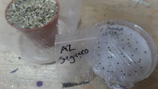 Planting Saguaro Cactus Seeds 2 Methods [upl. by Obeng]