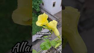 Allamanda plant propagation 🌼 अलामांडा प्लांट allamanda yellowflowers propagation shorts trend [upl. by Aihsilat]