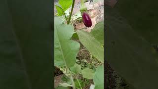 Flower and fruit of brinjalSolanum melongena botanical name [upl. by Notle]