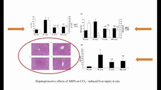 ARPS on rat liver injury induced by CCl4  Video abstract ID 310263 [upl. by Vivian]