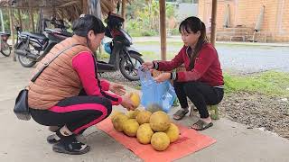 Lets go together to pick grapefruit at the end of the season to sell at the market triệu muội muội [upl. by Mauer]