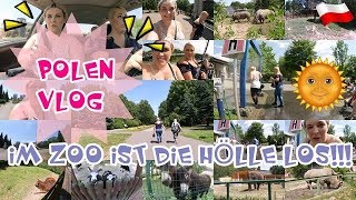 IM ZOO IST DIE HÖLLE LOS 🐯🦁 ▹ POLEN VLOG 11 [upl. by Dill]