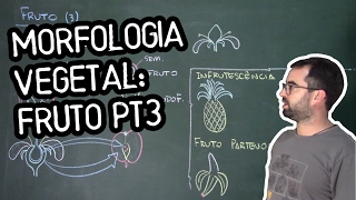 Organologia do Fruto Morfologia pt3  Aula 22 Botânica Prof Guilherme [upl. by Eniarda]