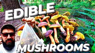 Edible Mushroom Foraging  Late Summer UK 2021 [upl. by Edd]