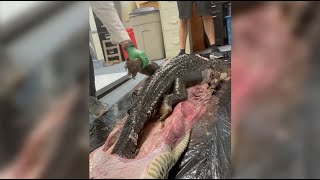 5Foot Gator SWALLOWED by 18Foot Burmese Python in Florida Everglades  NBC 6 News [upl. by Otirecul]