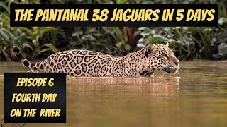 The Pantanal  38 Jaguars in 5 Days  Episode 6 [upl. by Aissenav745]