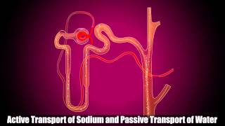 Reabsorption in Distal Convoluted Tubule [upl. by Violante]