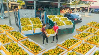 Use Truck To Harvest 1000KG of Tangerines To Bring To The Countryside Market Sell My Farm  Đào [upl. by Ibloc709]