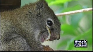 Saber Tooth Squirrel Finds Dentist [upl. by Aneg]