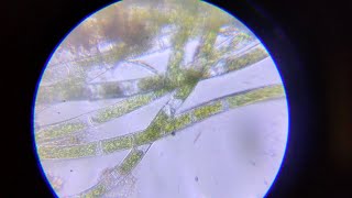 Live  Oedogonium under seen by microscope [upl. by Nnywg]