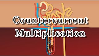 กลไกการเกิด countercurrent multiplication ในไต [upl. by Sharline]