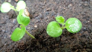 How to Grow Falsa From Seeds I How to Grow Grewia Asiatica From Seeds  Phalsa [upl. by Elrae312]