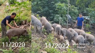 From a wild pig Now I have more than 30 wild pigs Green forest life [upl. by Orren]