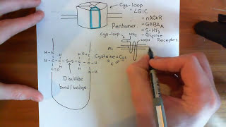 The Structure and Opening Mechanism of CysLoop Receptors Part 1 [upl. by Aderfla]