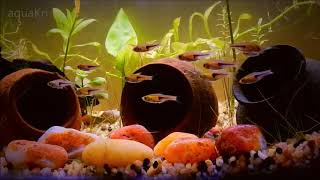 Lamb Chop Rasbora Fish Care amp Tank Set up Guide [upl. by Rehpinej]